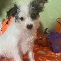 Kirby, a male Yorkshire Terrier for sale in Hico, TX – Photo 4 of 5