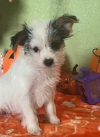 Kirby, a male Yorkshire Terrier for sale in Hico, TX – Photo 4 of 5