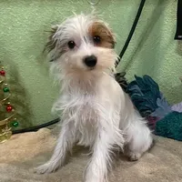 Kirby, a male Yorkshire Terrier for sale in Hico, TX – Photo 2 of 5