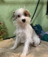 Kirby, a male Yorkshire Terrier for sale in Hico, TX – Photo 2 of 5