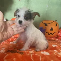 Kirby, a male Yorkshire Terrier for sale in Hico, TX – Photo 3 of 5