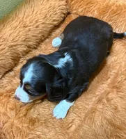 Gabe, a male Miniature Dachshund for sale in Hico, TX – 3 of 5