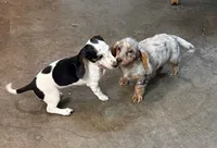 Rose, a female Miniature Dachshund for sale in Hico, TX – 5 of 6