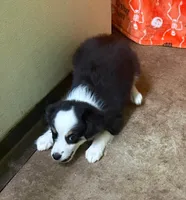 Dallas, a female Miniature Australian Shepherd for sale in Hico, TX – 4 of 4