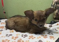 Charlie, a male Chihuahua for sale in Hico, TX – 3 of 3