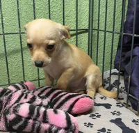 Bisquick, a male Chihuahua for sale in Hico, TX – 5 of 5