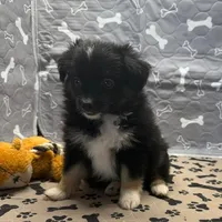 Helen, a female Toy Australian Shepherd for sale in Hico, TX – 3 of 3