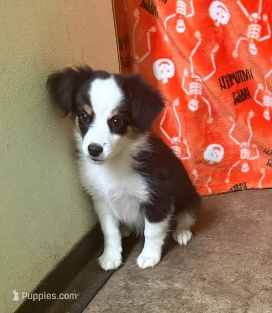 Dallas – Miniature Australian Shepherd puppy for sale in Hico, TX
