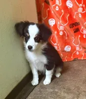 Dallas, a female Miniature Australian Shepherd for sale in Hico, TX – 1 of 4