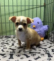 Lewie, a male Chihuahua for sale in Hico, TX – 2 of 2