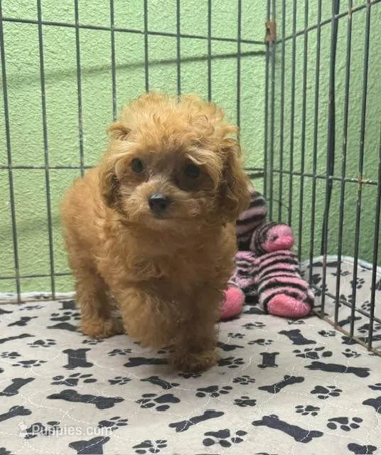 Gemma – Poodle - Toy  puppy for sale in Hico, TX
