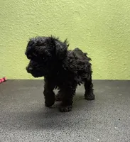 Glory, a female Poodle - Toy  for sale in Hico, TX – 1 of 2