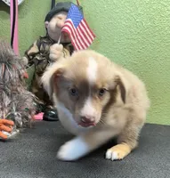 Tanner, a male Miniature Australian Shepherd for sale in Hico, TX – 3 of 3