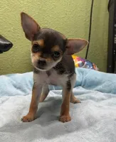 Tinker, a female Yorkshire Terrier and Poodle - Toy  for sale in Hico, TX – 2 of 3