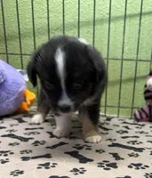 Darcy, a male Miniature Australian Shepherd for sale in Hico, TX – 2 of 3