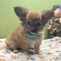 Cammie, a female Chihuahua for sale in Hico, TX – 4 of 4