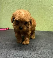 Gemma, a female Poodle - Toy  for sale in Hico, TX – 3 of 3