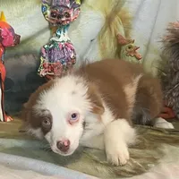 Julie, a female Australian Shepherd for sale in Hico, TX – Photo 3 of 4