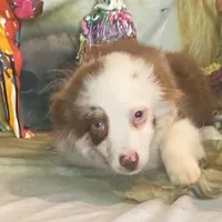 Julie, a female Australian Shepherd for sale in Hico, TX – Photo 2 of 4