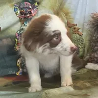 Julie, a female Australian Shepherd for sale in Hico, TX – Photo 4 of 4