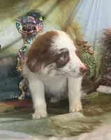 processed/20ec1a99-1db4-4665-914d-1b22571818cf/listing/cae49885-5579-4e84-9d34-9e23c7afa373/63daf56c-5bfc-4131-9bea-6b5238320d0d