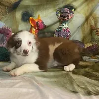 Julie, a female Australian Shepherd for sale in Hico, TX – Photo 1 of 4