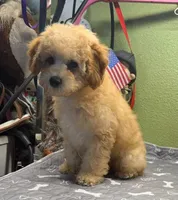 Elmo, a male Poodle - Miniature  for sale in Hico, TX – 1 of 6
