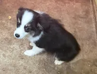 Darcy, a female Miniature Australian Shepherd for sale in Hico, TX – 2 of 4