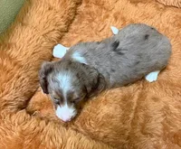 Gizmo, a male Miniature Dachshund for sale in Hico, TX – 1 of 2