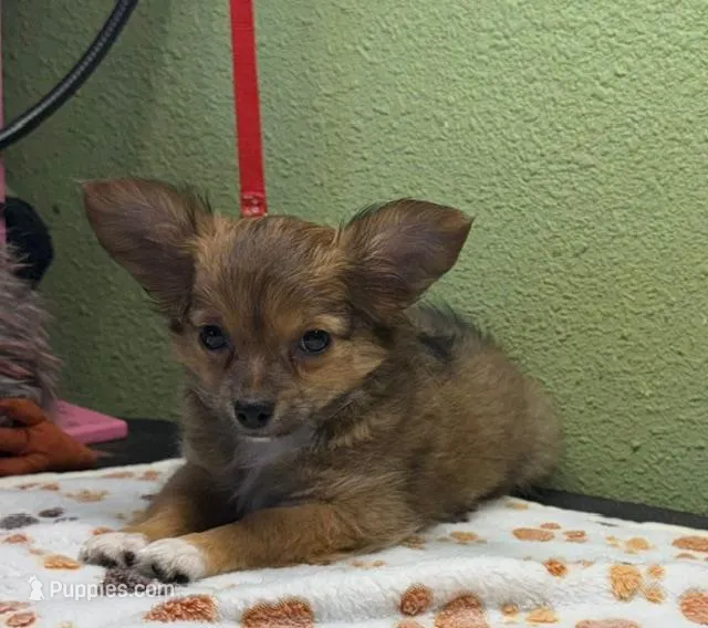 Charlie – Chihuahua puppy for sale in Hico, TX