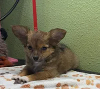 Charlie, a male Chihuahua for sale in Hico, TX – 1 of 3