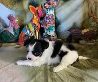 Buzzy, a male Chihuahua for sale in Hico, TX – Photo 2 of 3