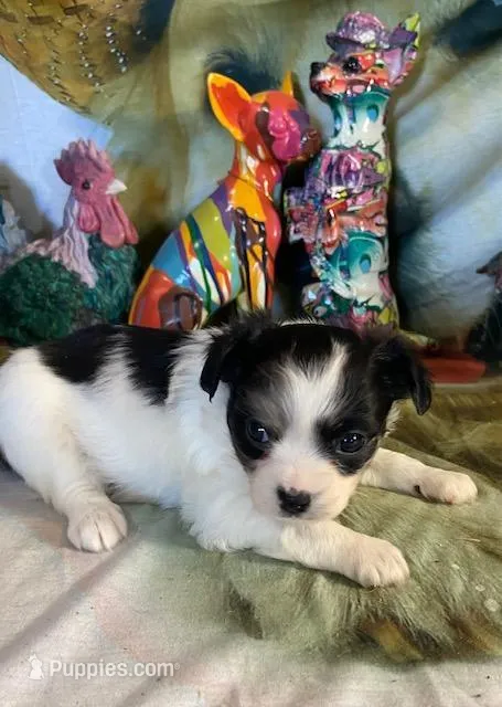 Buzzy, a male Chihuahua for sale in Hico, TX – Photo 1 of 3