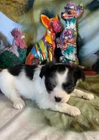 Buzzy, a male Chihuahua for sale in Hico, TX – Photo 1 of 3