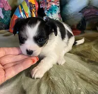 Buzzy, a male Chihuahua for sale in Hico, TX – Photo 3 of 3