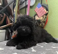 Ellie, a female Poodle - Miniature  for sale in Hico, TX – 2 of 4