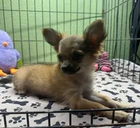 Cammie, a female Chihuahua for sale in Hico, TX – 3 of 6