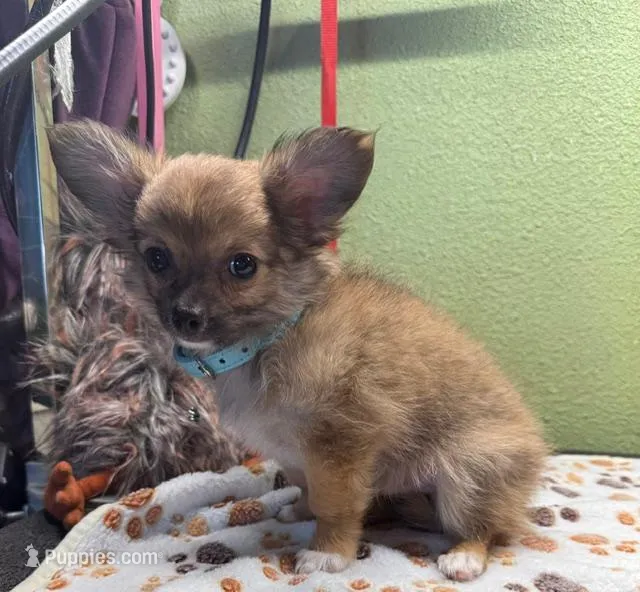 Chevy – Chihuahua puppy for sale in Hico, TX