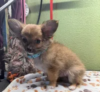Chevy, a male Chihuahua for sale in Hico, TX – 2 of 3