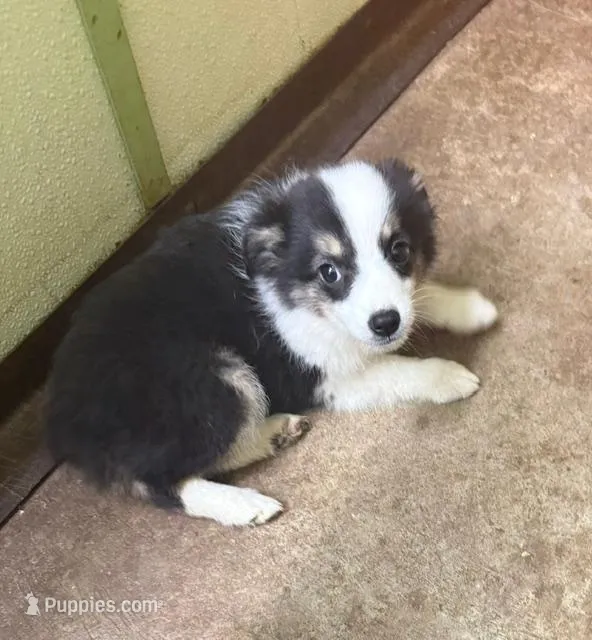 Darcy – Miniature Australian Shepherd puppy for sale in Hico, TX