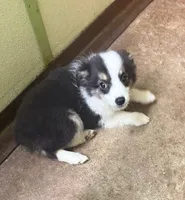 Darcy, a female Miniature Australian Shepherd for sale in Hico, TX – 1 of 4