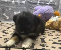 Helen, a female Toy Australian Shepherd for sale in Hico, TX – 2 of 3