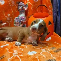 Dandy, a male Dachshund for sale in Hico, TX – Photo 1 of 6