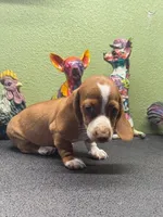 Dandy, a male Dachshund for sale in Hico, TX – Photo 4 of 4