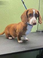 Dandy, a male Dachshund for sale in Hico, TX – 4 of 5