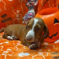 Dandy, a male Dachshund for sale in Hico, TX – Photo 2 of 6