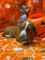 processed/20ec1a99-1db4-4665-914d-1b22571818cf/listing/e0ad5465-de93-42f8-8b18-e905cc8dd5ca/733a0e17-2199-4bdc-8c9e-ab51aad0cf32