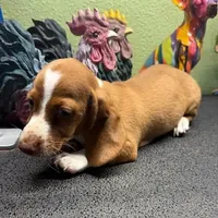 Dandy, a male Dachshund for sale in Hico, TX – Photo 6 of 6