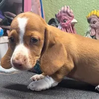 Dandy, a male Dachshund for sale in Hico, TX – Photo 3 of 6