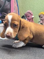 processed/20ec1a99-1db4-4665-914d-1b22571818cf/listing/e0ad5465-de93-42f8-8b18-e905cc8dd5ca/a22b4c5d-a657-4ebc-9ef4-999618d47d6a